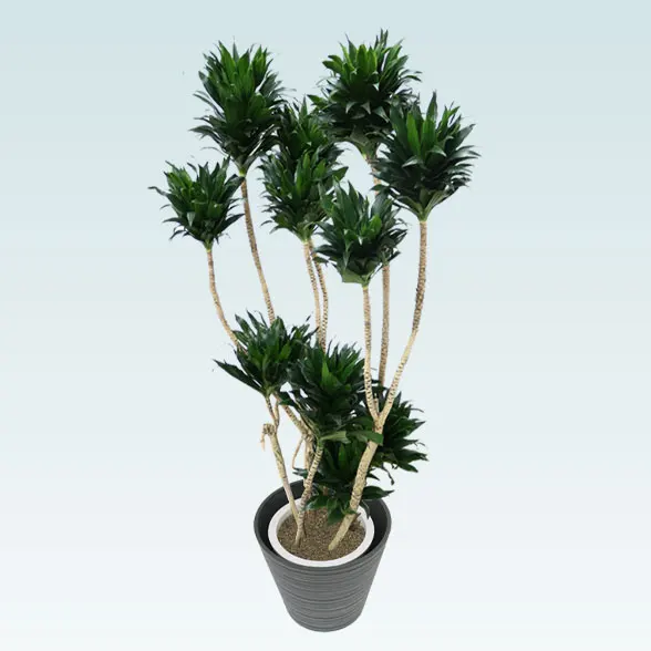 ドラセナコンパクター(エコフレンドリーポット付)　Lサイズ１１