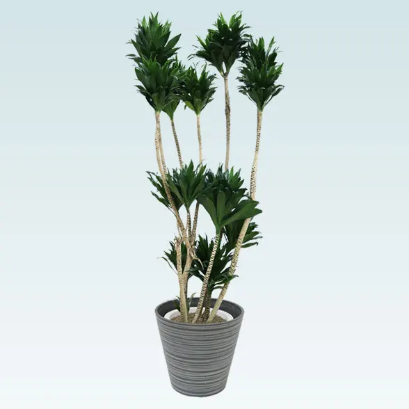 ドラセナコンパクター(エコフレンドリーポット付)　Lサイズ１５