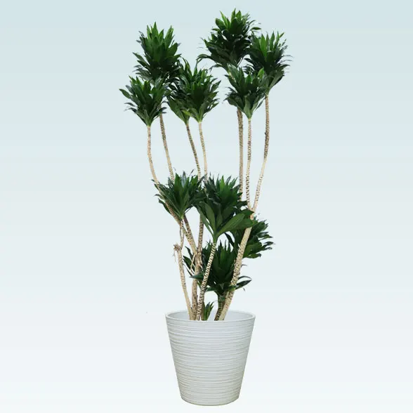 ドラセナコンパクター(エコフレンドリーポット付)　Lサイズ８１