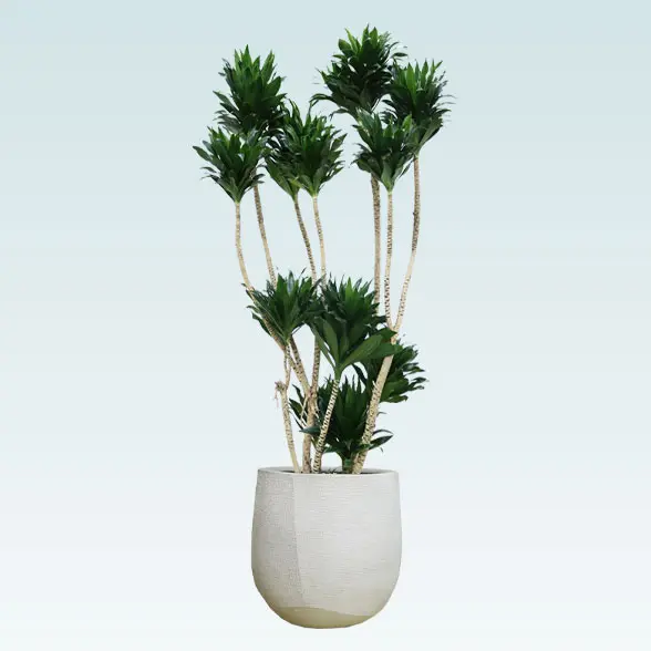 ドラセナコンパクター(ラグジュアリー型、グラスファイバー製鉢カバー付)　Lサイズ