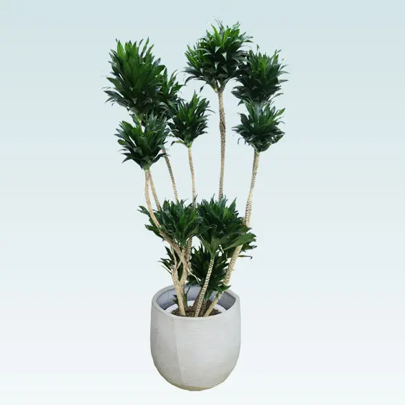 ドラセナコンパクター(ラグジュアリー型、グラスファイバー製鉢カバー付)　Lサイズ 正面上から