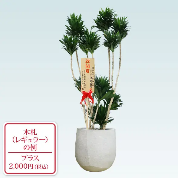 ドラセナコンパクター(ラグジュアリー型、グラスファイバー製鉢カバー付)　Lサイズ　レギュラー札付き