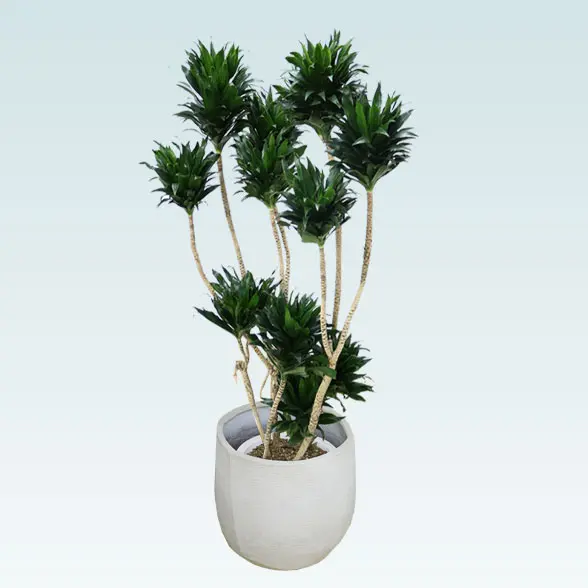 ドラセナコンパクター(ラグジュアリー型、グラスファイバー製鉢カバー付)　Lサイズ　右上から