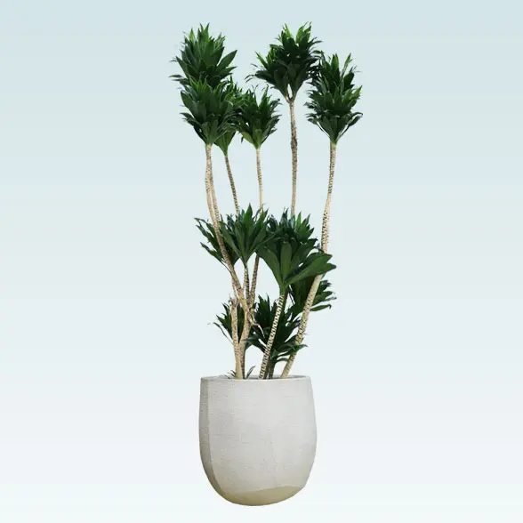 ドラセナコンパクター(ラグジュアリー型、グラスファイバー製鉢カバー付)　Lサイズ　左から