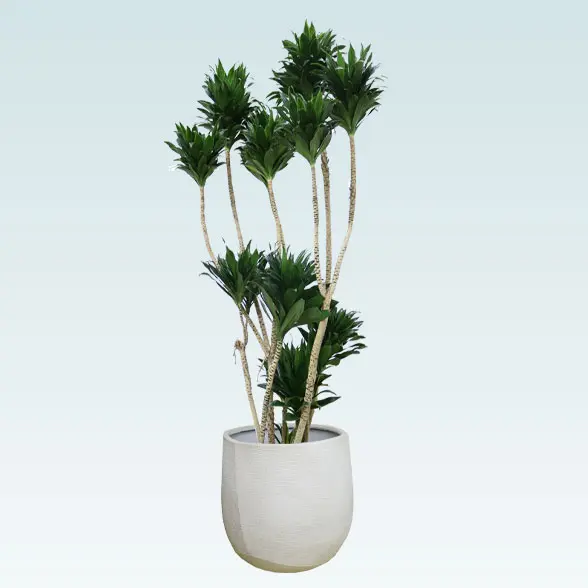 ドラセナコンパクター(ラグジュアリー型、グラスファイバー製鉢カバー付)　Lサイズ　右から