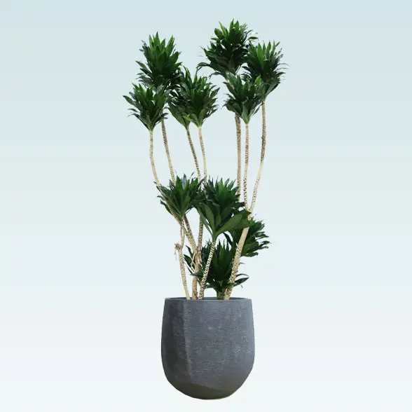 ドラセナコンパクター(ラグジュアリー型、グラスファイバー製鉢カバー付)　Lサイズ　ブラック