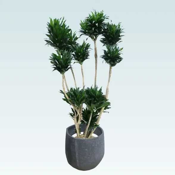 ドラセナコンパクター(ラグジュアリー型、グラスファイバー製鉢カバー付)　Lサイズ　正面上から　ブラック