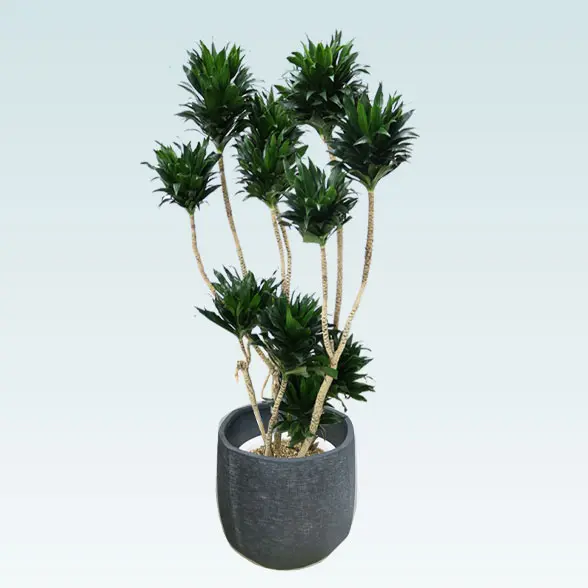 ドラセナコンパクター(ラグジュアリー型、グラスファイバー製鉢カバー付)　Lサイズ　右から　ブラック