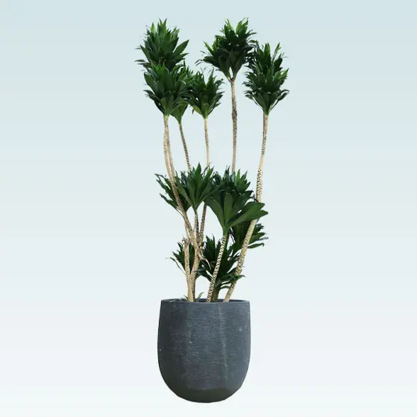 ドラセナコンパクター(ラグジュアリー型、グラスファイバー製鉢カバー付)　Lサイズ　左から　ブラック