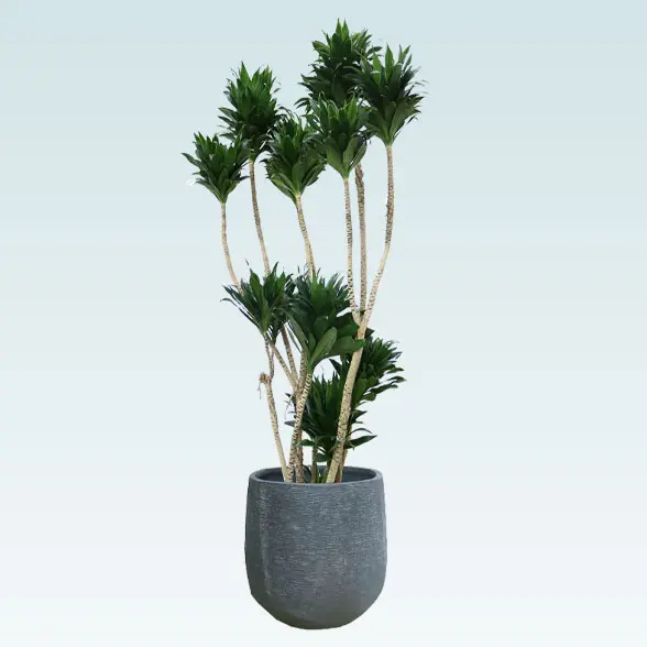 ドラセナコンパクター(ラグジュアリー型、グラスファイバー製鉢カバー付)　Lサイズ　右上から　ブラック