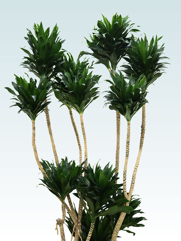 ドラセナコンパクター(ラスターポット付)　Lサイズ２