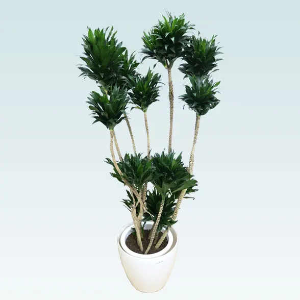 ドラセナコンパクター(ラスターポット付)　Lサイズ４