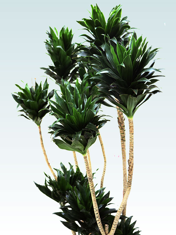 ドラセナコンパクター(ラスターポット付)　Lサイズ５