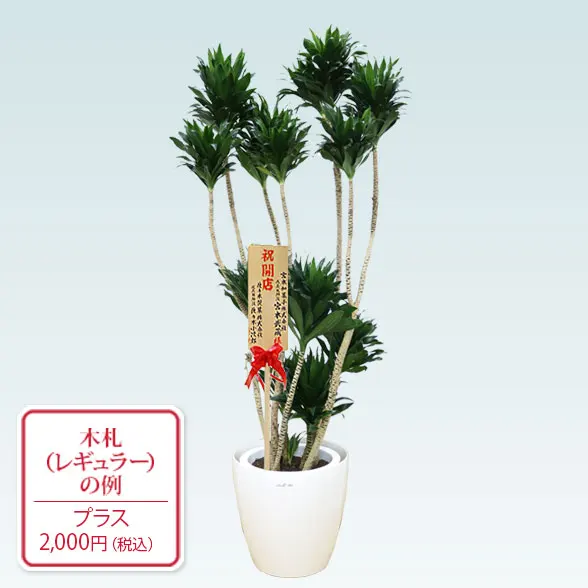 ドラセナコンパクター(ラスターポット付)　Lサイズ９