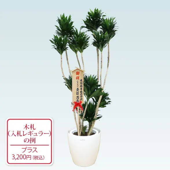 ドラセナコンパクター(ラスターポット付)　Lサイズ１０