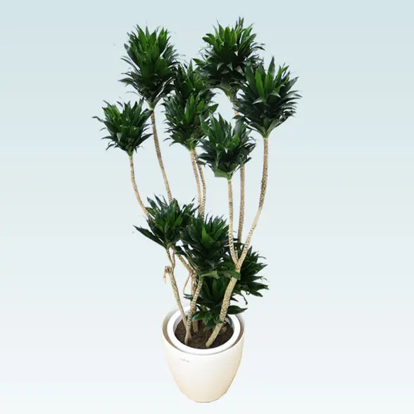 ドラセナコンパクター(ラスターポット付)　Lサイズ１１