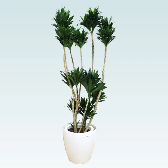 ドラセナコンパクター(ラスターポット付)　Lサイズ１５