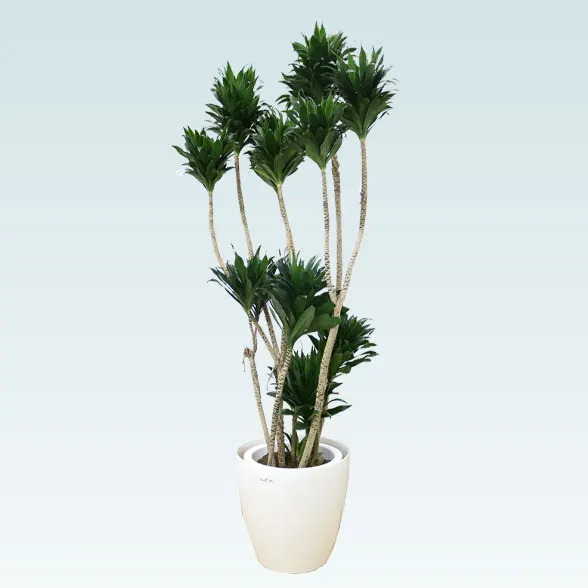 ドラセナコンパクター(ラスターポット付)　Lサイズ１６