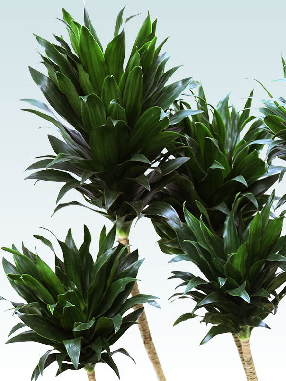 ドラセナコンパクター(ラスターポット付)　Lサイズ２３