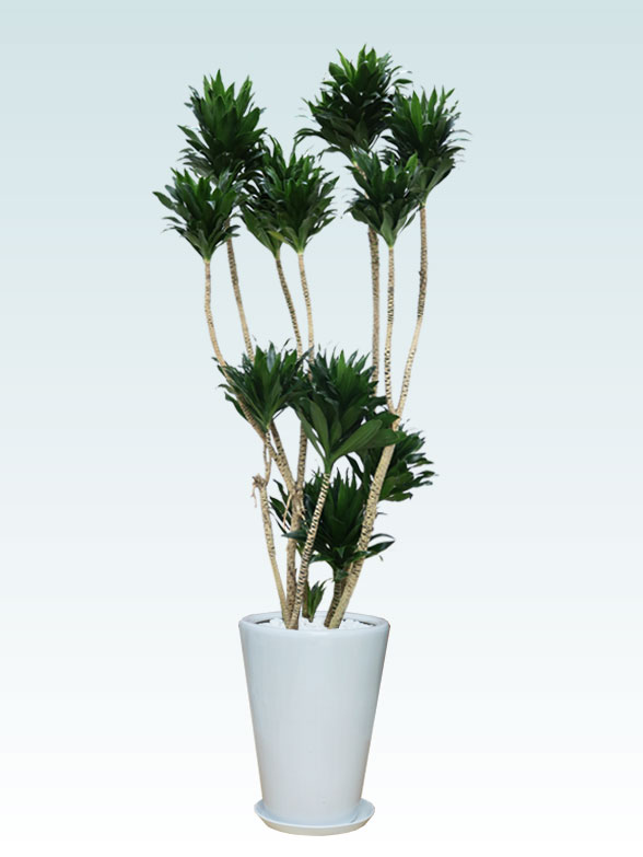 ドラセナコンパクター(陶器鉢植込み、ラウンドタイプ白色)　Lサイズ１