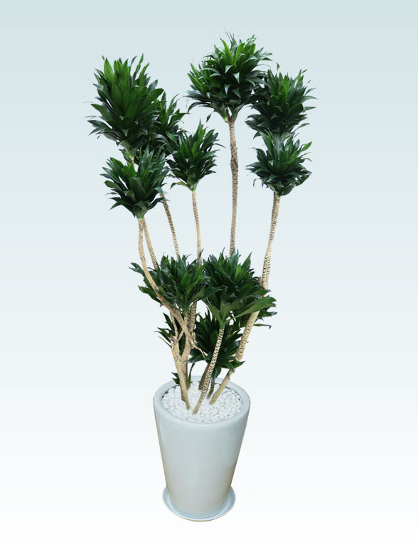 ドラセナコンパクター(陶器鉢植込み、ラウンドタイプ白色)　Lサイズ４