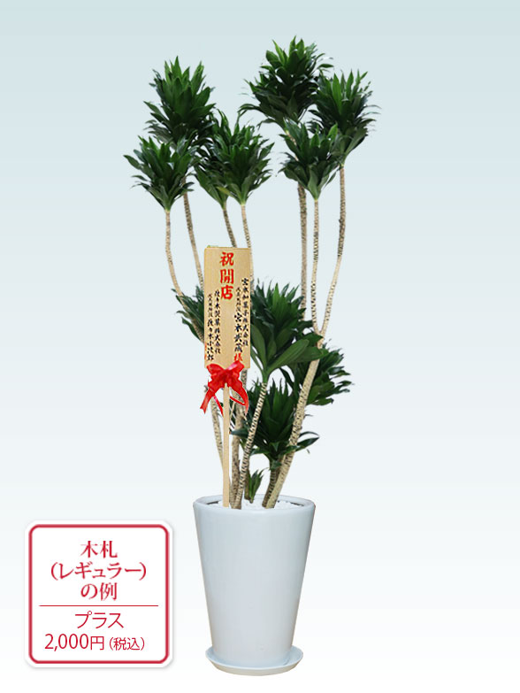 ドラセナコンパクター(陶器鉢植込み、ラウンドタイプ白色)　Lサイズ９