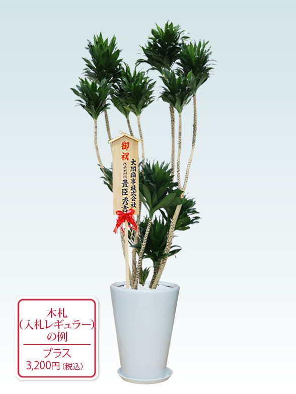 ドラセナコンパクター(陶器鉢植込み、ラウンドタイプ白色)　Lサイズ１０