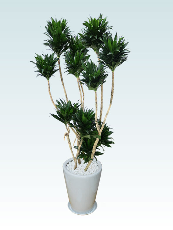 ドラセナコンパクター(陶器鉢植込み、ラウンドタイプ白色)　Lサイズ１１