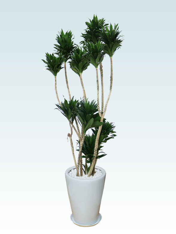 ドラセナコンパクター(陶器鉢植込み、ラウンドタイプ白色)　Lサイズ１６