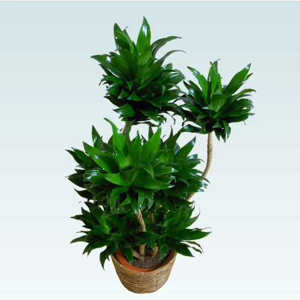 ドラセナコンパクター(籐かご付、ダークブラウン色)　Mサイズ３