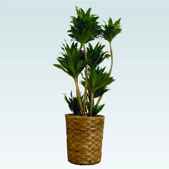 ドラセナコンパクター(籐かご付、ダークブラウン色)　Mサイズ７