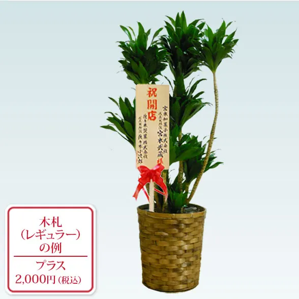 ドラセナコンパクター(籐かご付、ダークブラウン色)　Mサイズ９