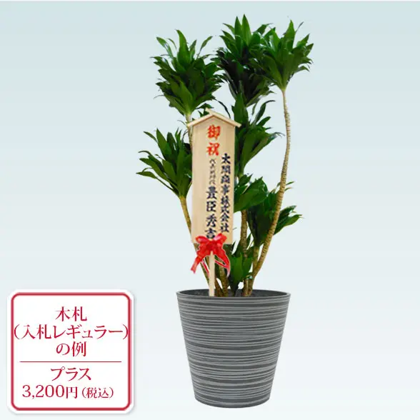 ドラセナコンパクター(エコフレンドリーポット付)　Mサイズ　入札付き