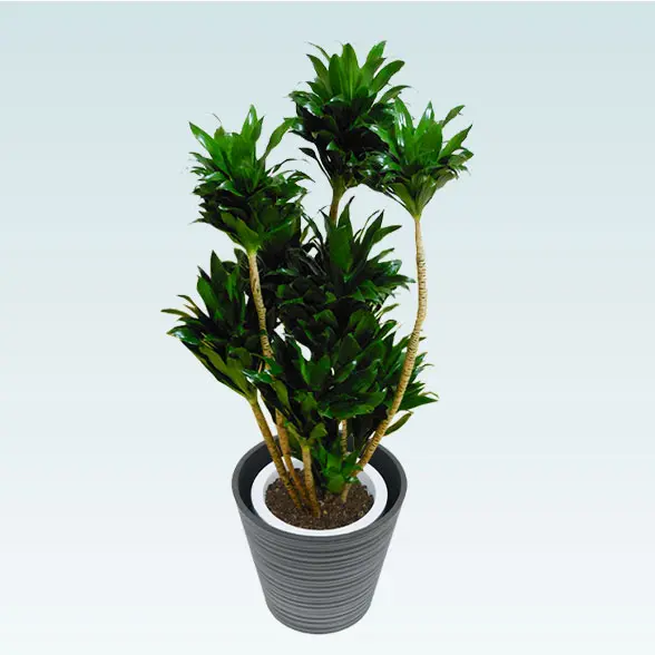 ドラセナコンパクター(エコフレンドリーポット付)　Mサイズ　斜め上から