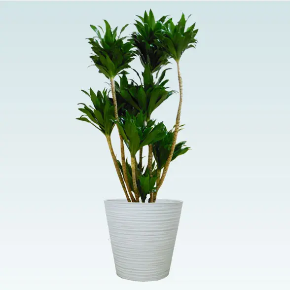 ドラセナコンパクター(エコフレンドリーポット付)　Mサイズ　ホワイト