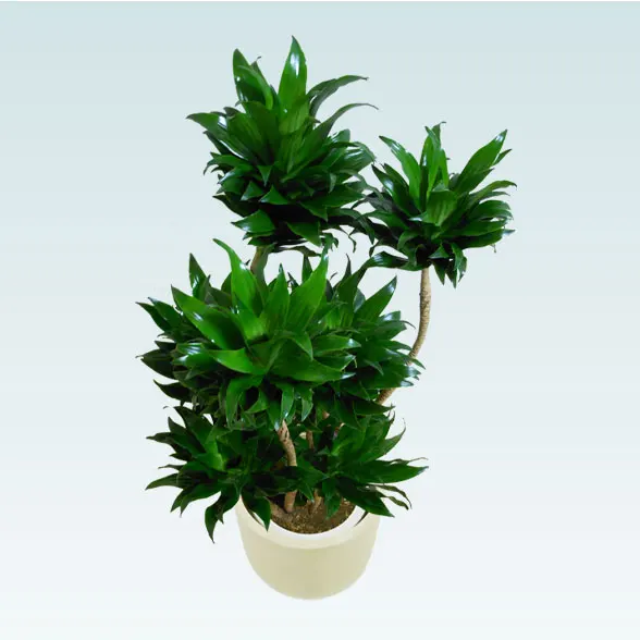 ドラセナコンパクター(Uポット型、グラスファイバー製鉢カバー付)　Mサイズ3