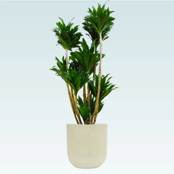 ドラセナコンパクター(Uポット型、グラスファイバー製鉢カバー付)　Mサイズ7