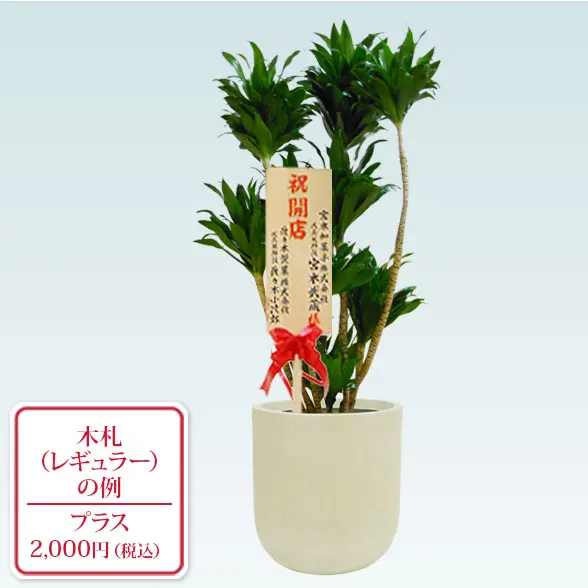 ドラセナコンパクター(Uポット型、グラスファイバー製鉢カバー付)　Mサイズ9