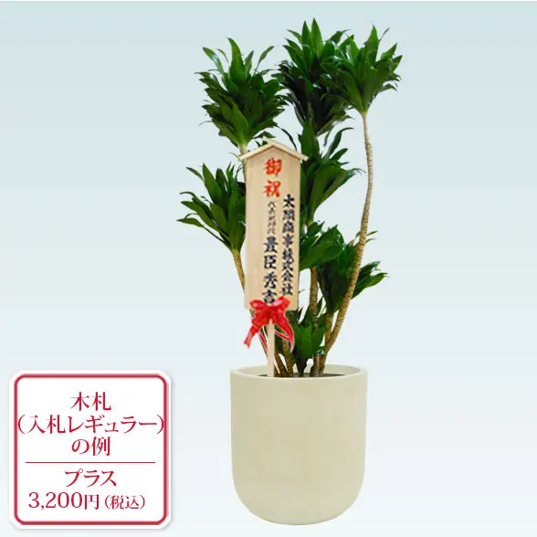 ドラセナコンパクター(Uポット型、グラスファイバー製鉢カバー付)　Mサイズ10