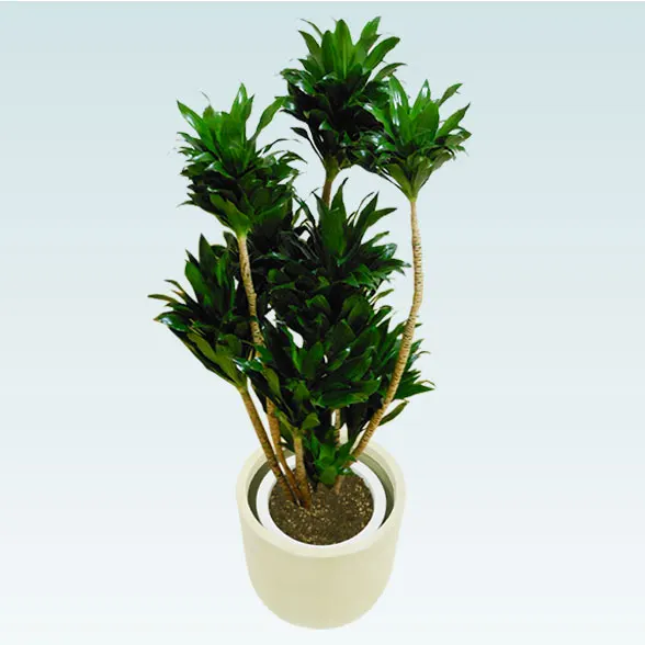 ドラセナコンパクター(Uポット型、グラスファイバー製鉢カバー付)　Mサイズ20