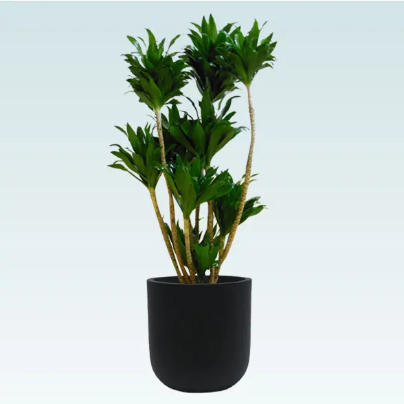 ドラセナコンパクター(Uポット型、グラスファイバー製鉢カバー付)　Mサイズ1