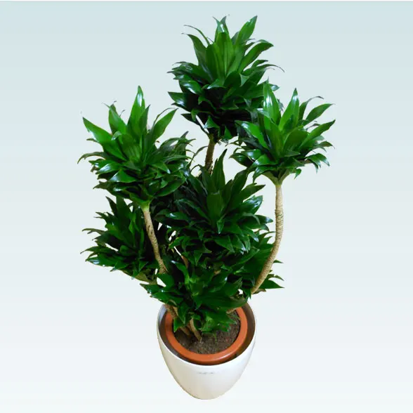 ドラセナコンパクター(ラスターポット付)　Mサイズ３