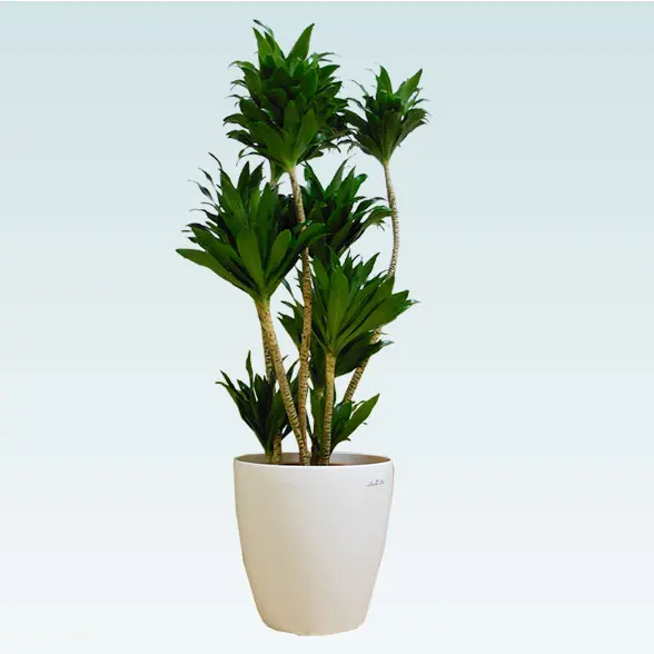 ドラセナコンパクター(ラスターポット付)　Mサイズ７