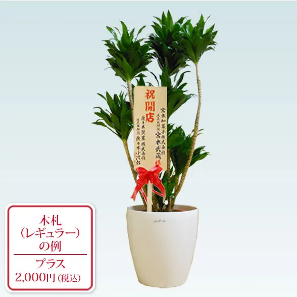 ドラセナコンパクター(ラスターポット付)　Mサイズ９