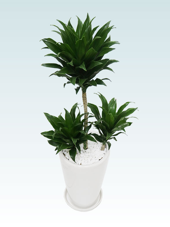 ドラセナコンパクター(陶器鉢植込み、６号ラウンド白色)3