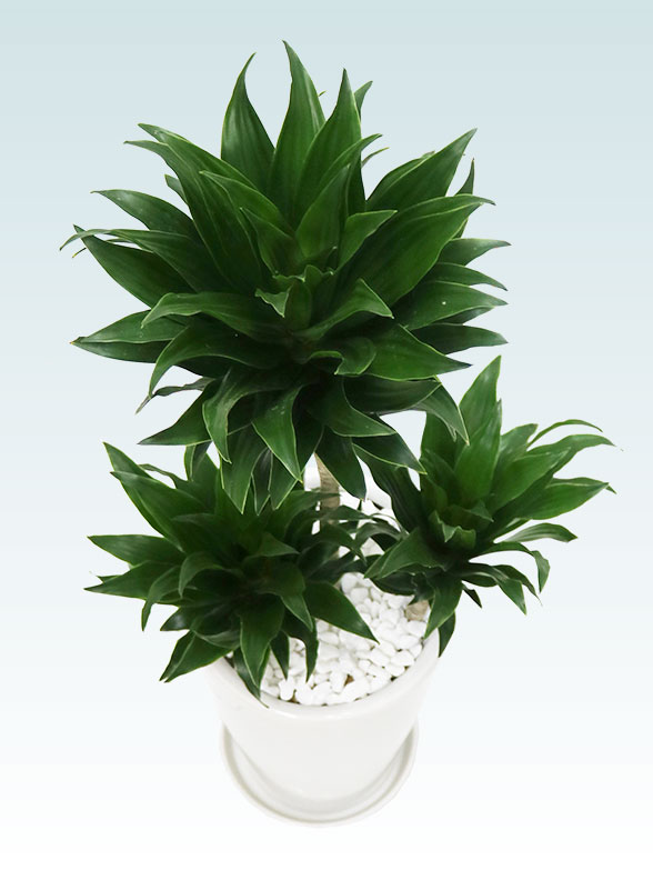 ドラセナコンパクター(陶器鉢植込み、６号ラウンド白色)5