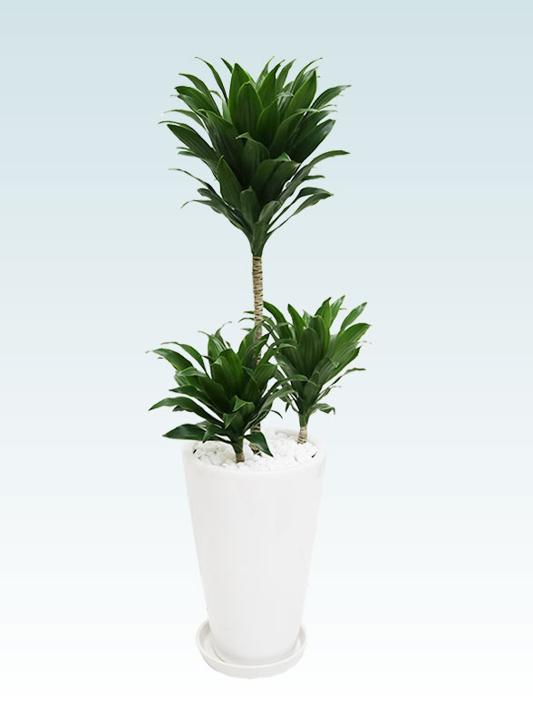 ドラセナコンパクター(陶器鉢植込み、６号ラウンド白色)6