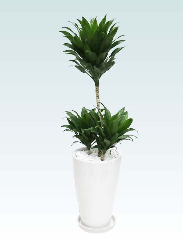 ドラセナコンパクター(陶器鉢植込み、６号ラウンド白色)7