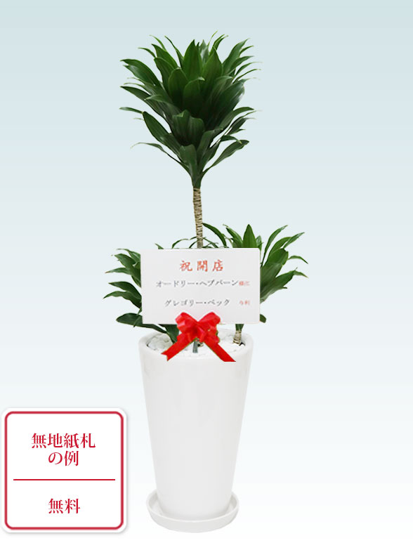 ドラセナコンパクター(陶器鉢植込み、６号ラウンド白色)9