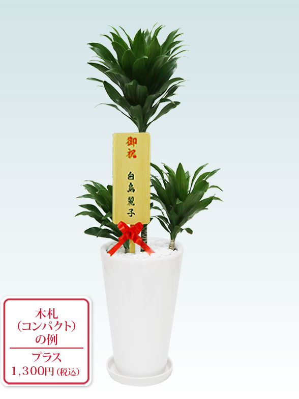 ドラセナコンパクター(陶器鉢植込み、６号ラウンド白色)10